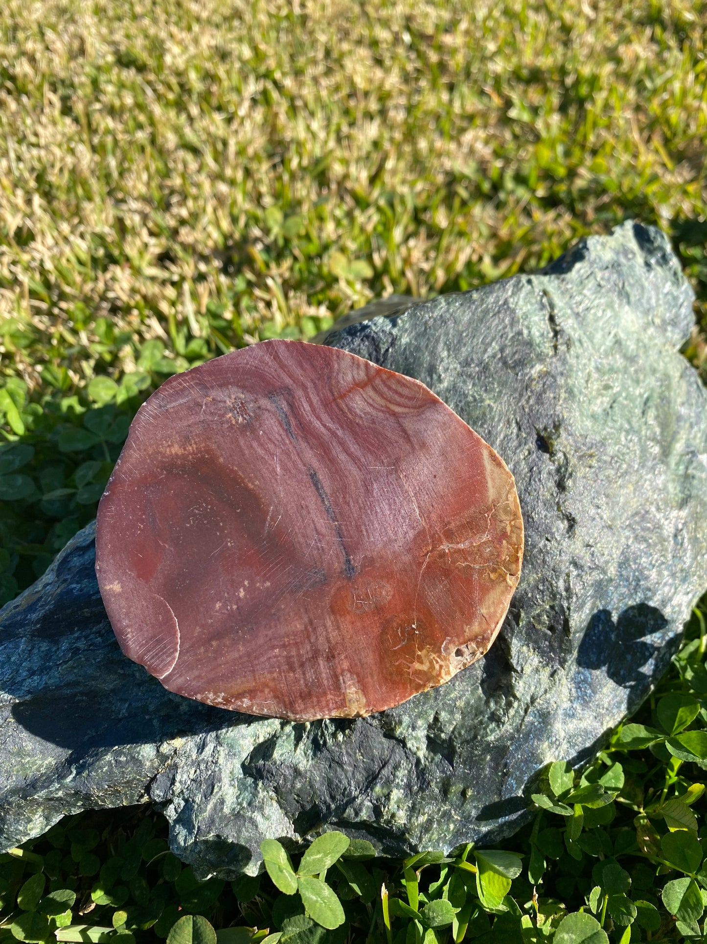 Polished petrified wood fossil slab | 320 grams
