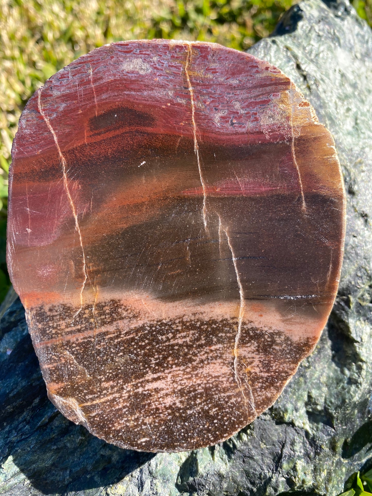 Polished petrified wood fossil slab | 310 grams