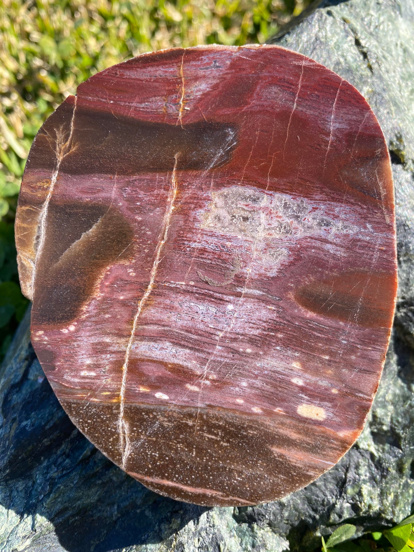 Polished petrified wood fossil slab | 310 grams