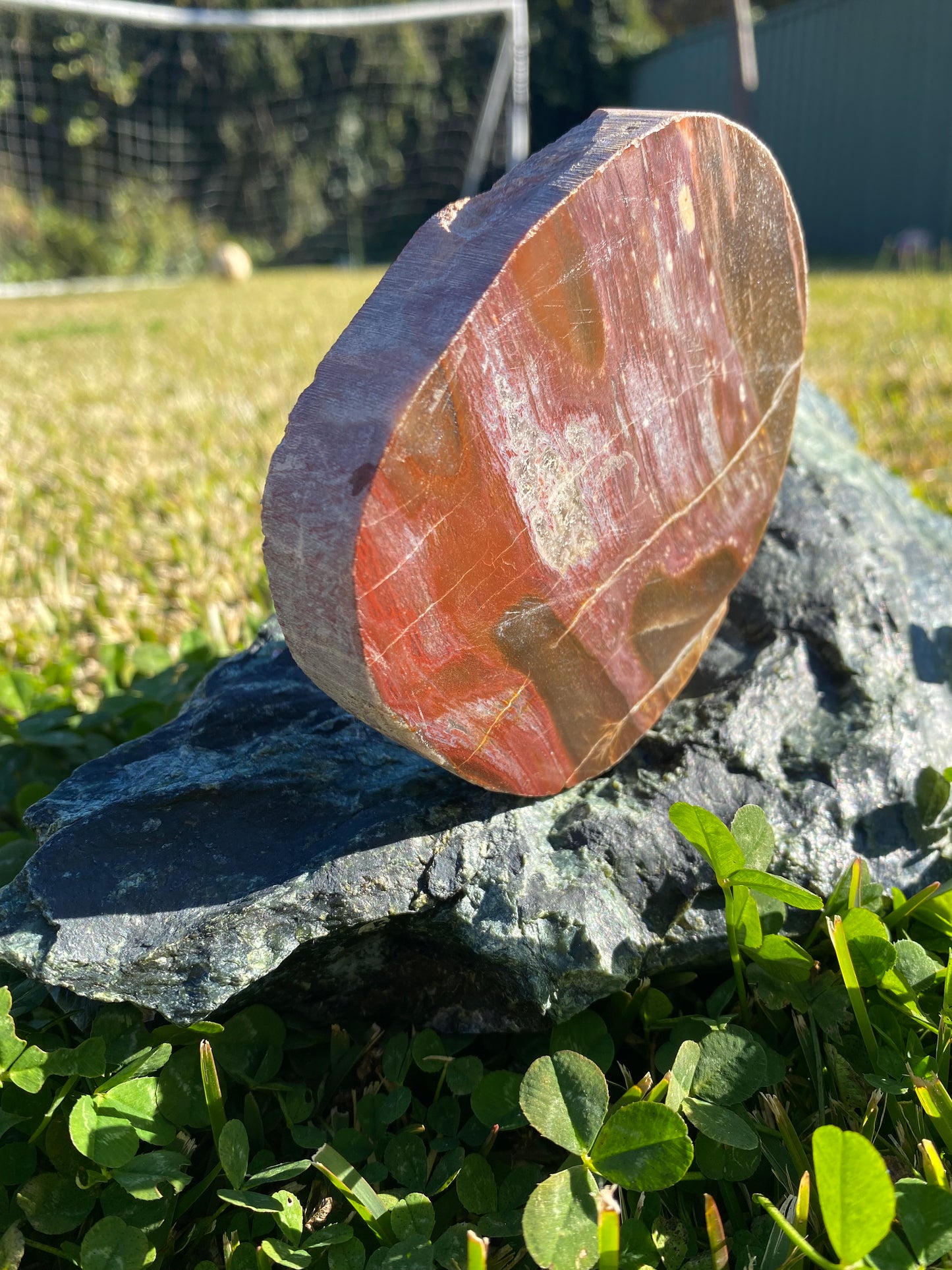 Polished petrified wood fossil slab | 310 grams