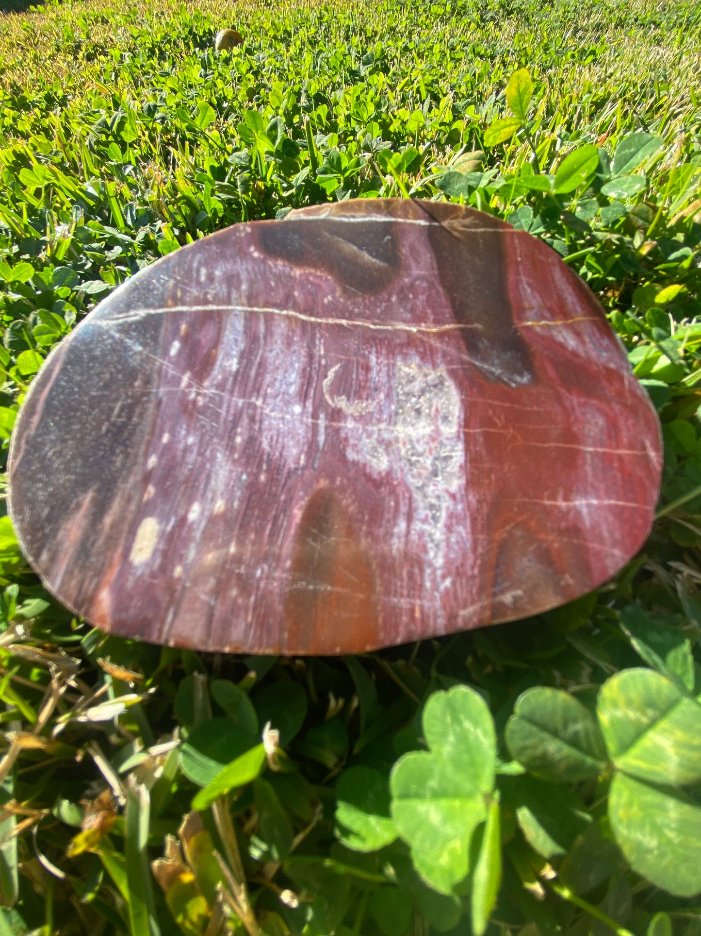 Polished petrified wood fossil slab | 310 grams