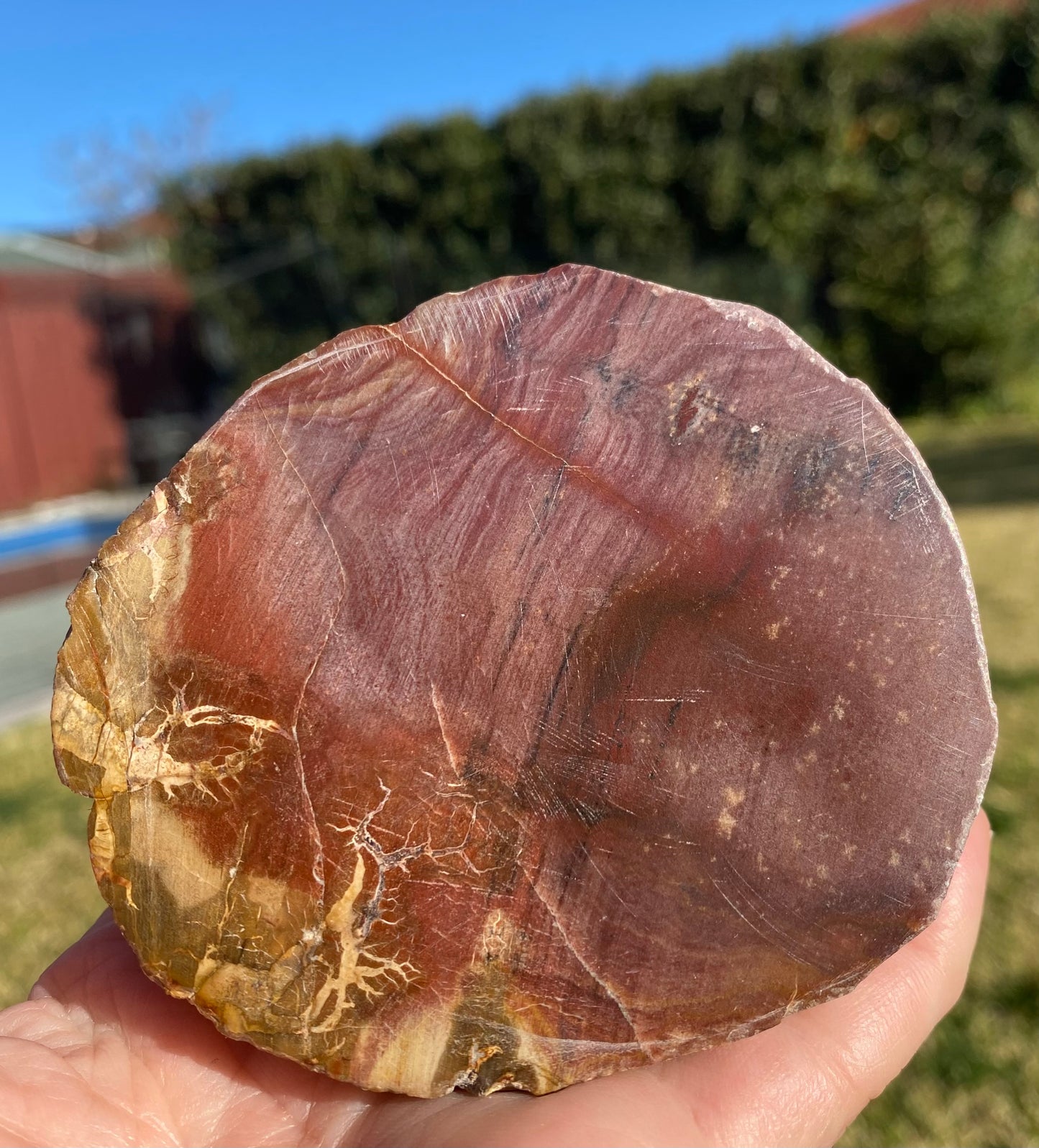 Polished petrified wood fossil slab | 320 grams