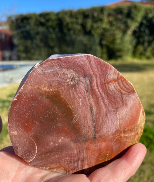 Polished petrified wood fossil slab | 320 grams