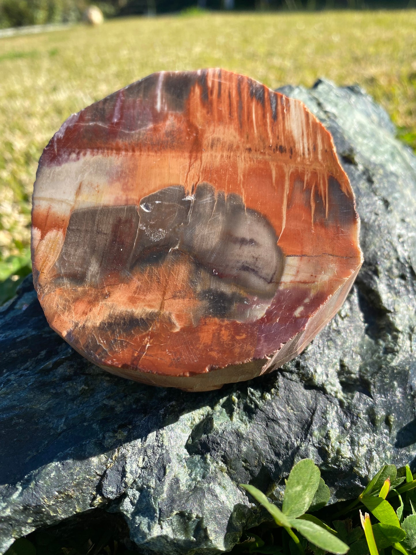 Polished petrified wood fossil slab | 325 grams