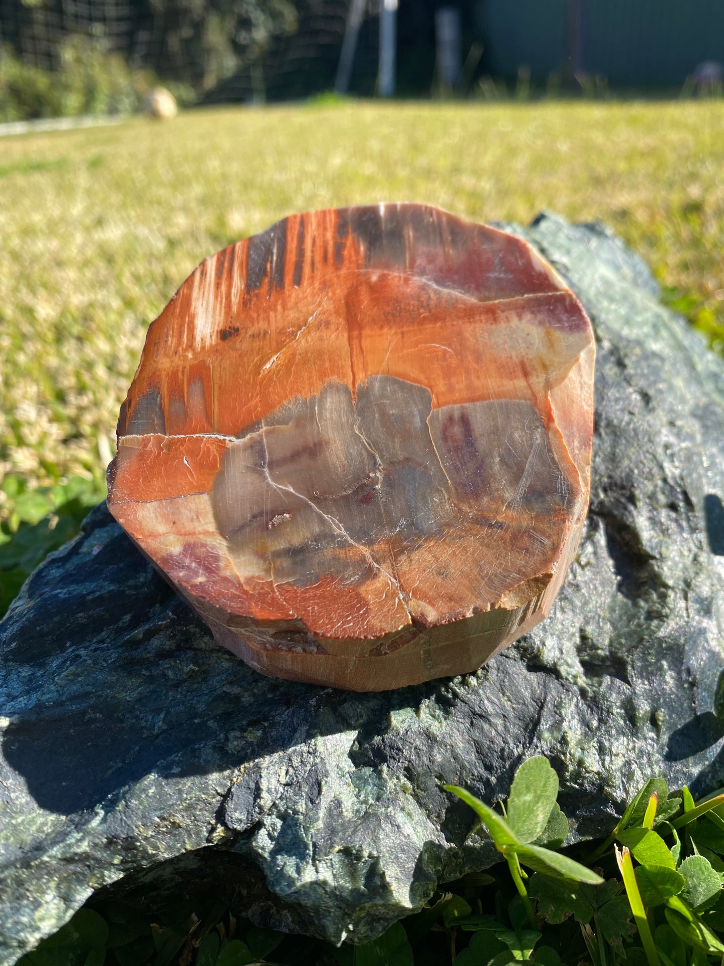 Polished petrified wood fossil slab | 325 grams