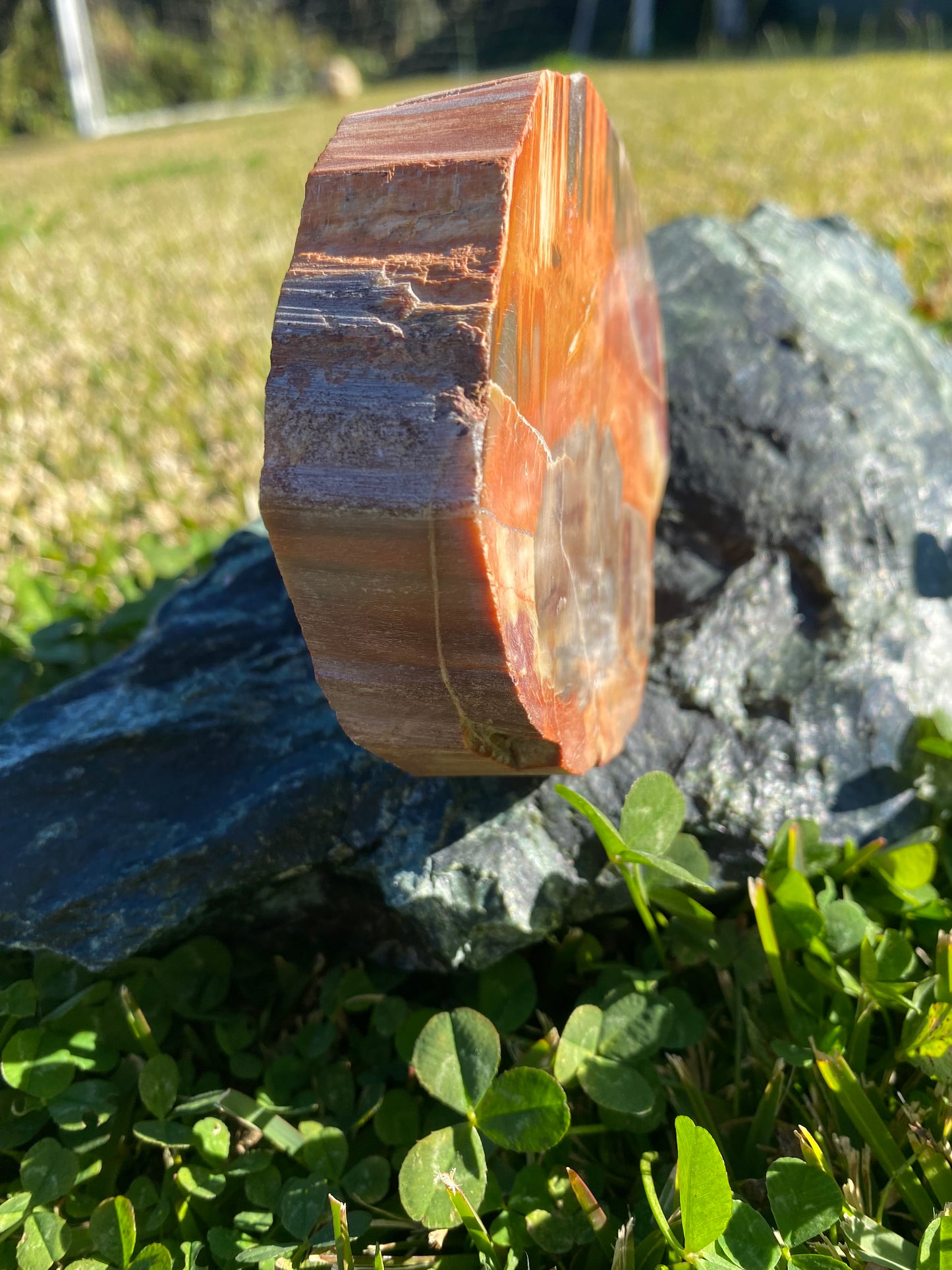 Polished petrified wood fossil slab | 325 grams