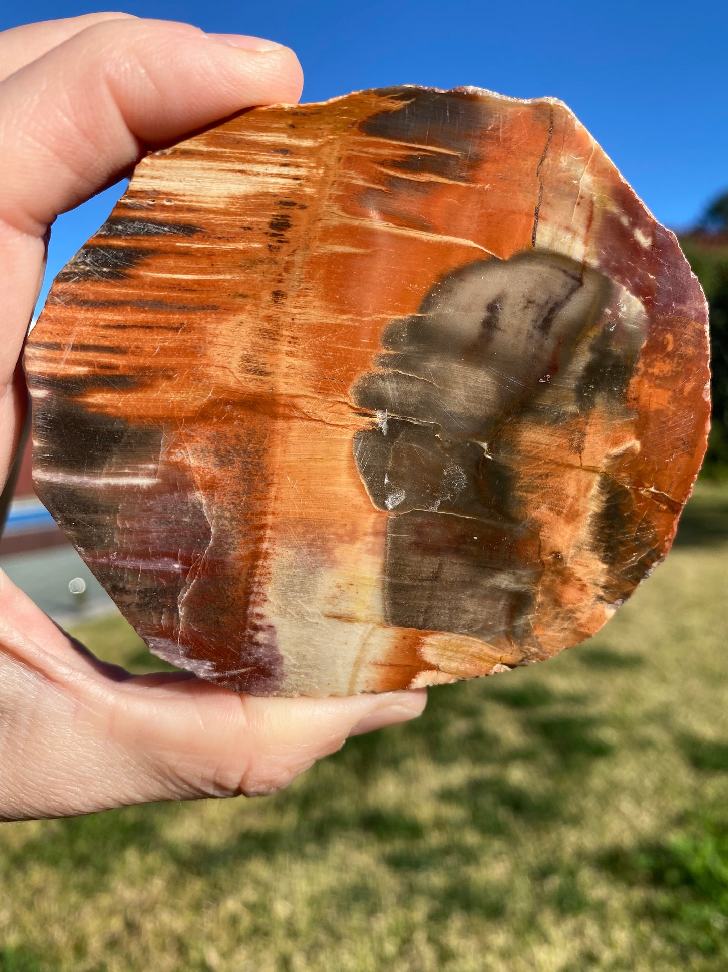 Polished petrified wood fossil slab | 325 grams